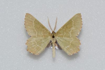 <i>Thalera fimbrialis</i>