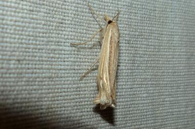 <i>Ancylolomia tentaculella</i>