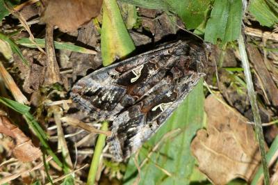<i>Autographa gamma</i>