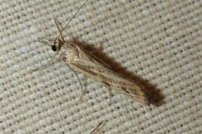 <i>Agriphila inquinatella</i>