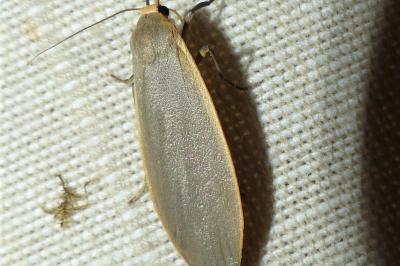 <i>Collita griseola</i>
