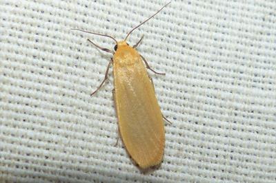 <i>Wittia sororcula</i>