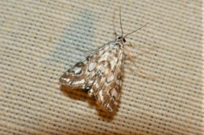 <i>Elophila nymphaeata</i>