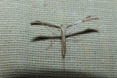 <i>Emmelina argoteles/monodactyla</i>