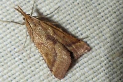<i>Synaphe punctalis</i>