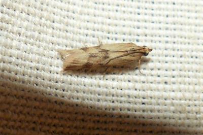 <i>Homoeosoma sinuella</i>