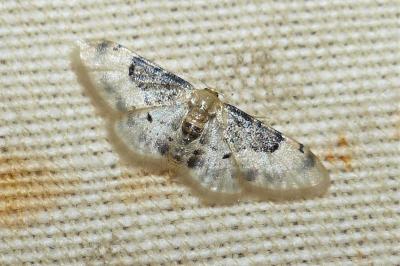 <i>Idaea rusticata</i>