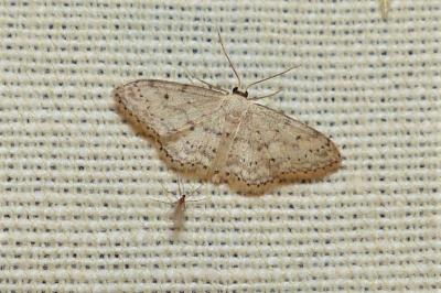 <i>Idaea seriata</i>