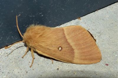 <i>Lasiocampa quercus</i>