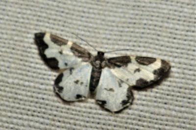 <i>Lomaspilis marginata</i>