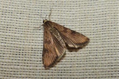 <i>Nomophila noctuella</i>
