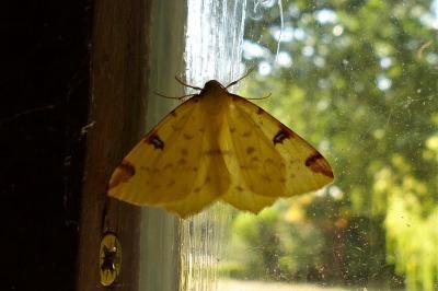 <i>Opisthograptis luteolata</i>