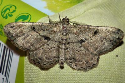 <i>Peribatodes rhomboidaria</i>
