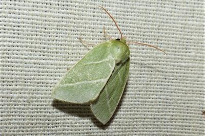 <i>Pseudoips prasinanus</i>
