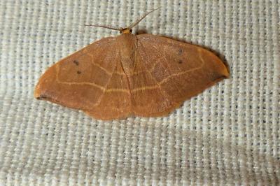 <i>Watsonalla binaria</i>