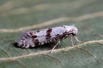 <i>Scythropia crataegella</i>