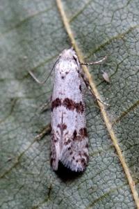 <i>Scythropia crataegella</i>