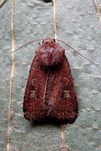 <i>Xestia xanthographa</i>