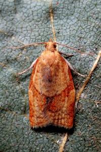 <i>Clepsis consimilana</i>
