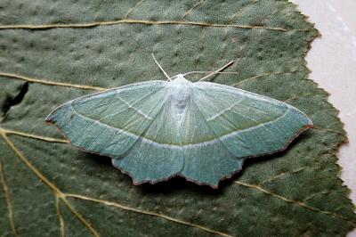 <i>Campaea margaritaria</i>