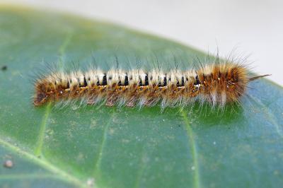<i>Lasiocampa quercus</i>