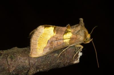 <i>Diachrysia chrysitis</i>