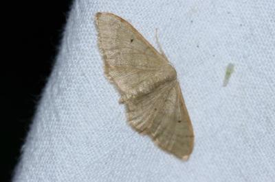 <i>Idaea straminata</i>