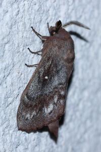 <i>Dendrolimus pini</i>