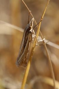 <i>Ancylolomia tentaculella</i>