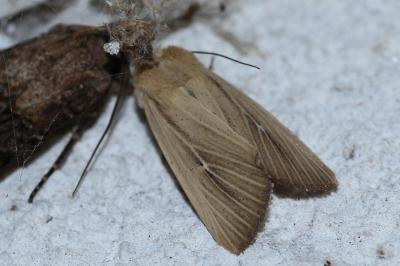 <i>Mythimna sicula</i>