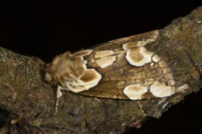 <i>Thyatira batis</i>