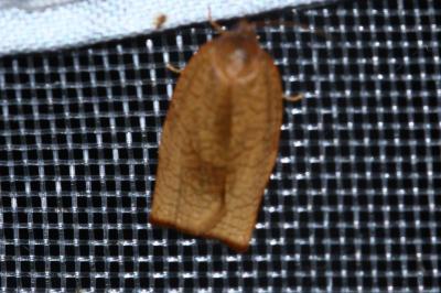 <i>Cacoecimorpha pronubana</i>