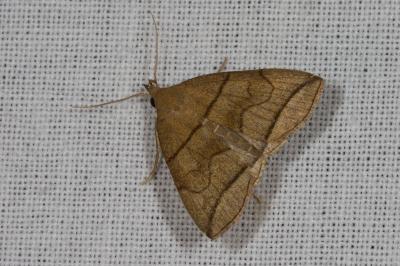 <i>Herminia grisealis</i>