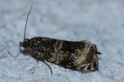 <i>Celypha lacunana</i>