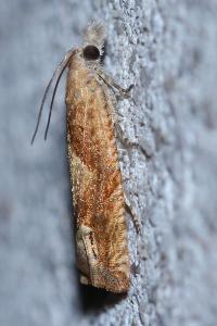 <i>Eucosma conterminana</i>