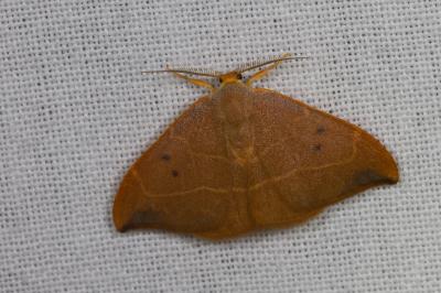 <i>Watsonalla binaria</i>