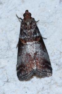 <i>Acrobasis advenella</i>
