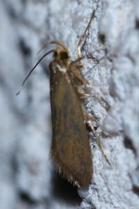 <i>Crassa unitella</i>