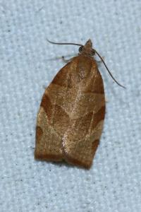 <i>Pandemis cerasana</i>
