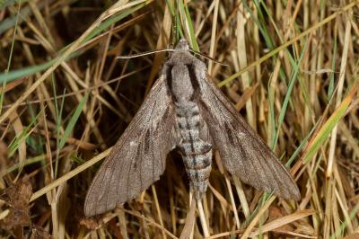 <i>Hyloicus maurorum/pinastri</i>