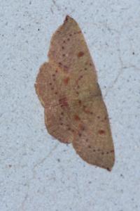 <i>Cyclophora puppillaria</i>