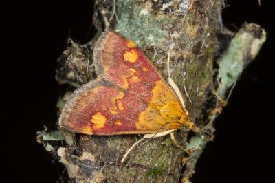 <i>Pyrausta aurata</i>