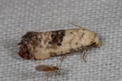 <i>Cochylis posterana</i>