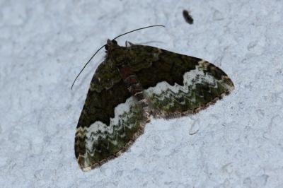Euphyia biangulata