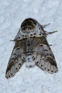<i>Furcula furcula</i>