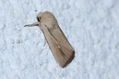 <i>Mythimna sicula</i>