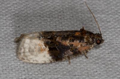 <i>Apotomis betuletana</i>