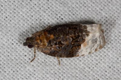 <i>Apotomis betuletana</i>
