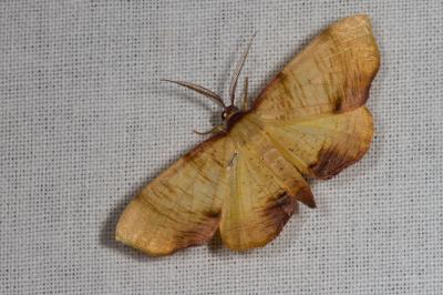 <i>Plagodis dolabraria</i>