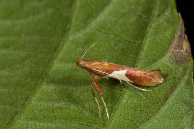 <i>Caloptilia stigmatella</i>
